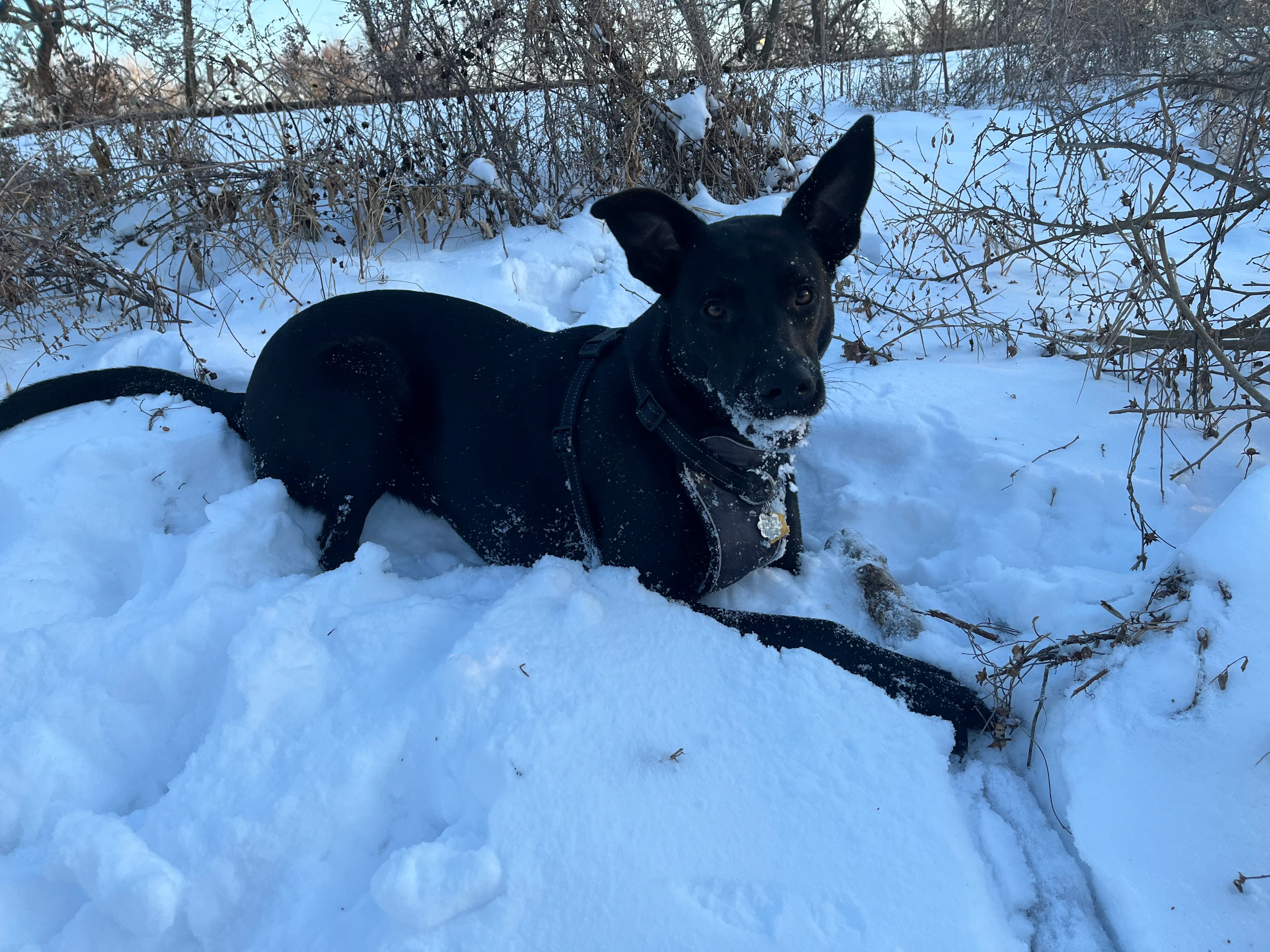 Luka playing in the snow